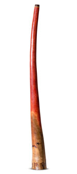 Tristan O'Meara Didgeridoo (TM407)